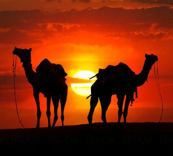 Camel Safari